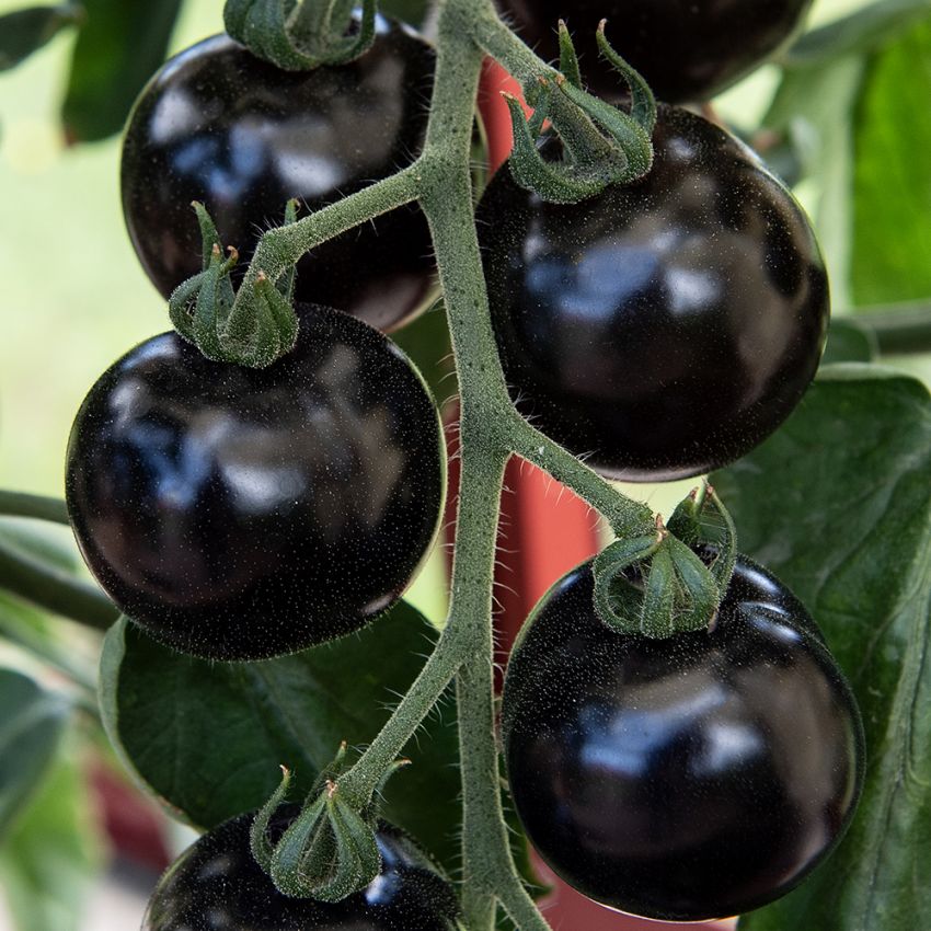 Tomat 'Blackball', Runde frugter på ca. 50 gram med gennemfarvet, saftigt frugtkød og delikat smag.