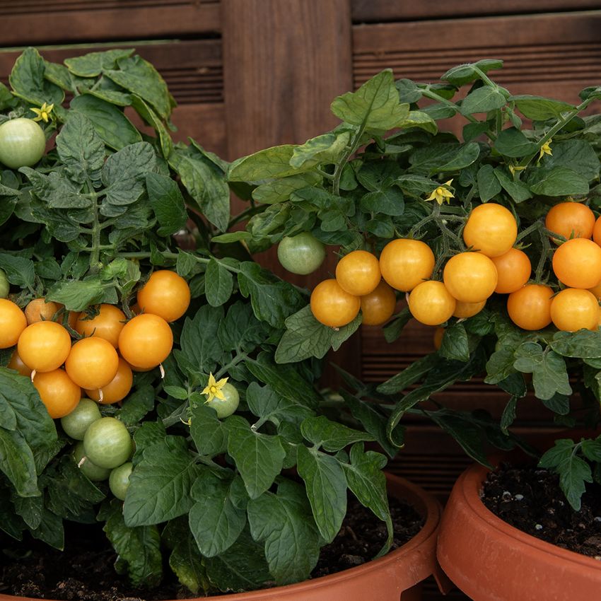 Cherrytomat 'Aztek', Lille og kompakt krukketomat med små, runde, solgule frugter på omkring 10 gram.