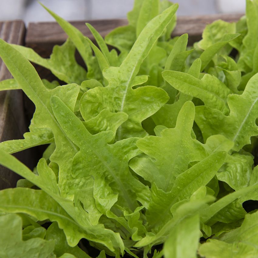 Minipluksalat 'Baby Oakleaf'