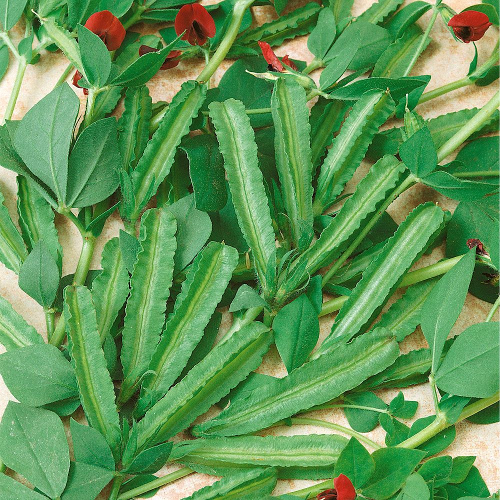 Aspargesært 'Winged Bean' i gruppen Frø / Grøntsager hos Impecta Fröhandel (9815)