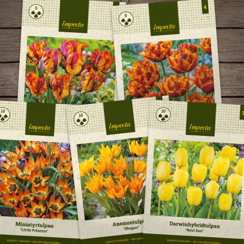 Gyldne tulipaner i gruppen Løg og knolde / Forårsblomstrende løg og knolde / Temapakke løg hos Impecta Fröhandel (H1023)