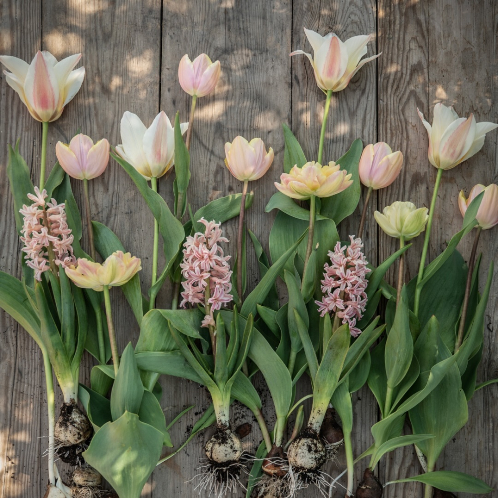 Tulipanmix 'Drømmende abrikos'