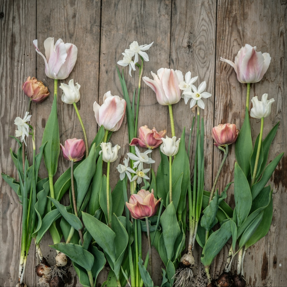 Tulipanmix 'Romantisk gammelrosa'