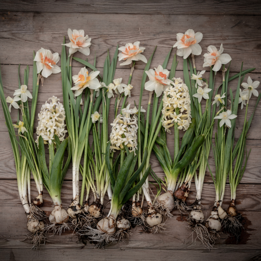 Narcismix 'Rådyrssikre løg'