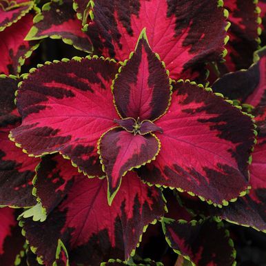 Paletblad 'Chocolate Covered Cherry'
