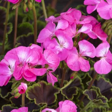 Pelargonie F1 'Night Rose'