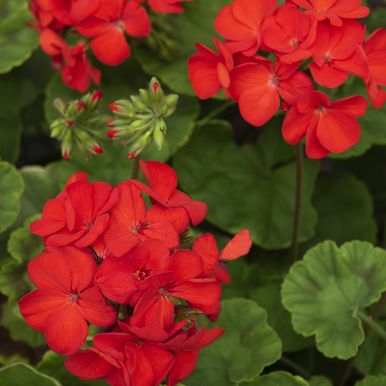 Pelargonie F1 'Gizela'