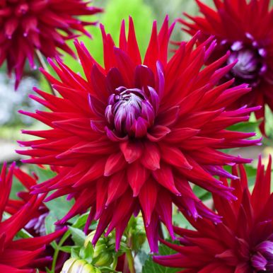 Kaktusdahlia 'Gerry Scott' 1 stk.