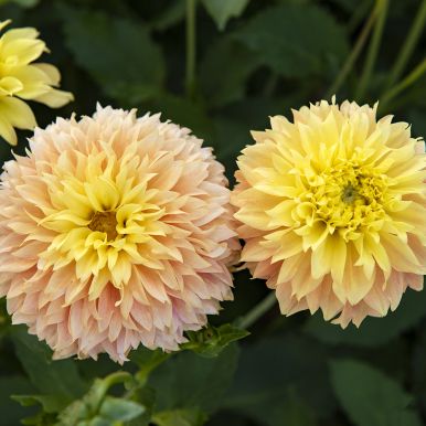 Fransdahlia 'Deep Impact' 1 stk.