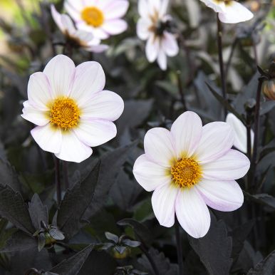 Enkel havedahlia 'Dahlegria White' 1 stk.