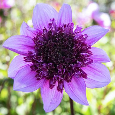 Anemone-dahlia 'Blue Bayou' 1 stk.