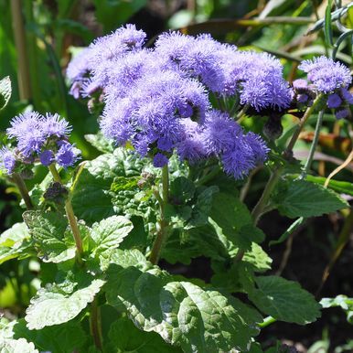 Blåkvast 'Blue Mink'