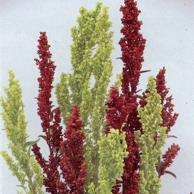 Havemælde 'Red/Green Plume'