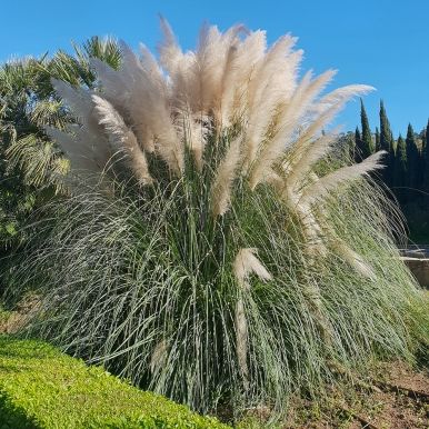 Hvid Pampasgræs 'White Feather'