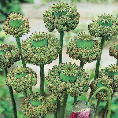Opium-Valmue 'Polycephalum'