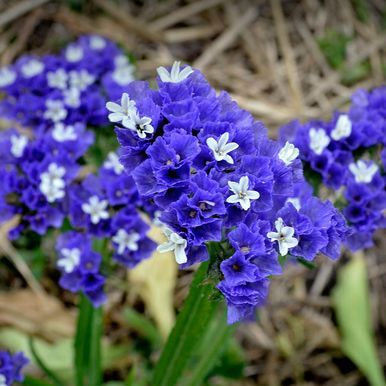 Hindebæger 'Heavenly Blue'