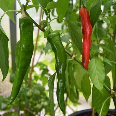 Chilipeber 'Anaheim'