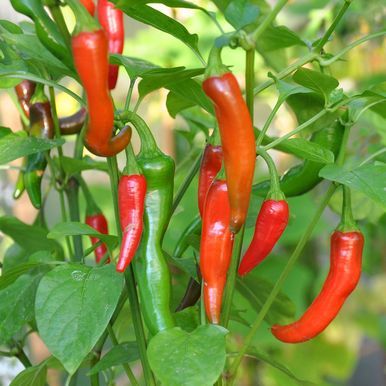 Chilipeber 'De Cayenne'