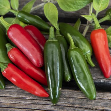 Chilipeber 'Serrano'