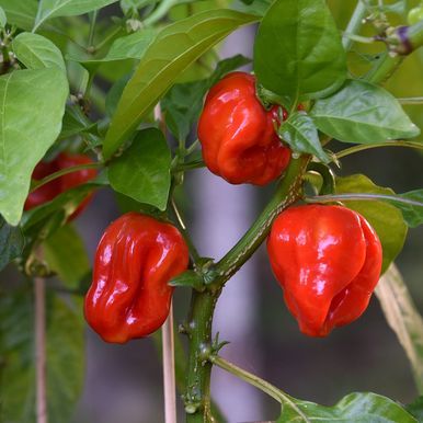 Habanero-chili 'Scotch Bonnet'