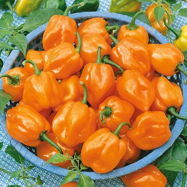 Habanero-chili 'Habanero Orange'