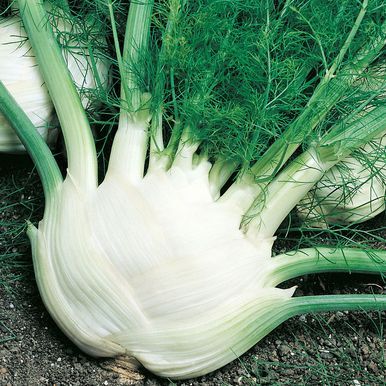 Fennikel 'Fino'