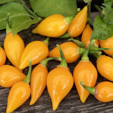 Habaneropeber 'Biquinho Amarela'