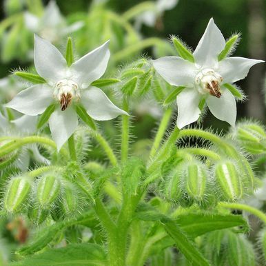 Hjulkrone 'Bianca'