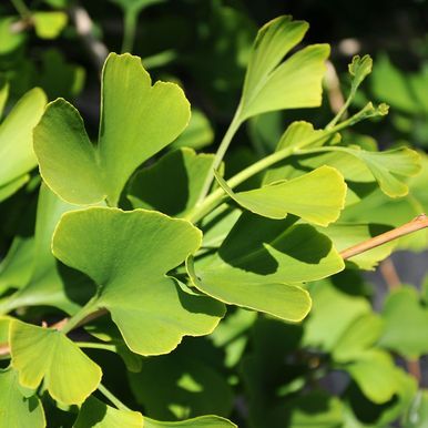 Ginkgo