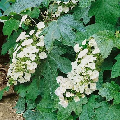 Egebladet Hortensia