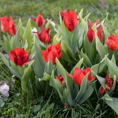 Anemone-tulipan 'van Tubergens varianten' 10 stk.