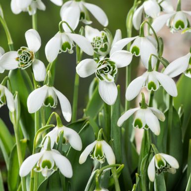 Fyldt vintergæk 'Flore Pleno' 7 stk.