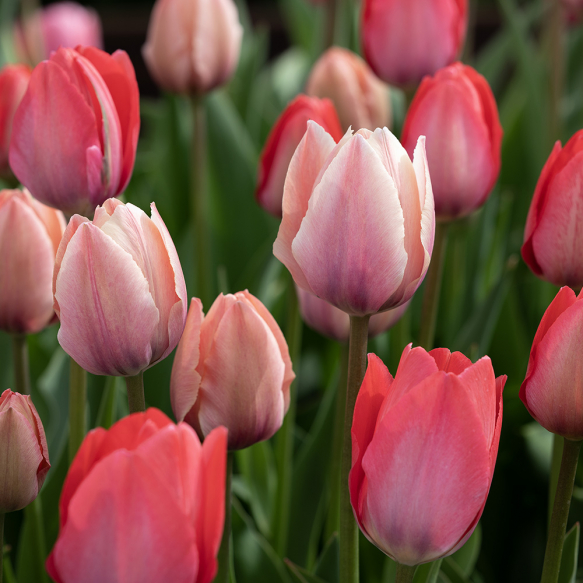 Triumphtulipan 'Pink & Red Mix' 100 stk.