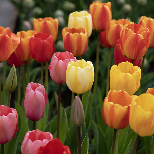 Darwin-hybridtulipan Blanding 50 stk.