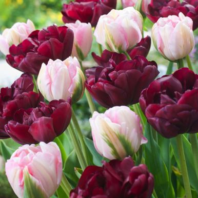 Tulipan 'Sweet Desire Mix' 15 stk.