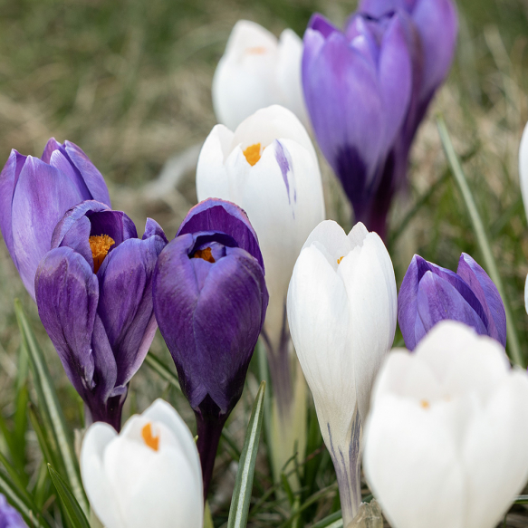 Krokus 'Blue-White Mix' 30 stk.