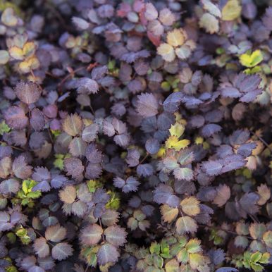 Blank tandet-tornet pimpinella 'Purpurea'