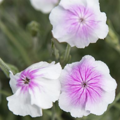 Potentilla 'Oculata'