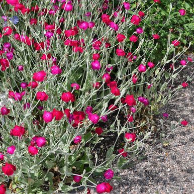 Potentilla 'Atrosanguinea'