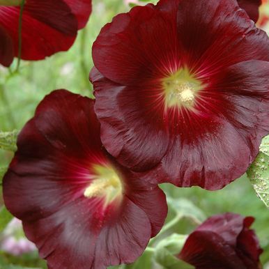 Sort Stokrose 'Nigra'