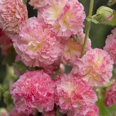 Stokrose 'Chater's Salmon Pink'