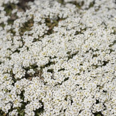 Kalkkarse 'Little Treasure White'