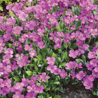 Aubrietia 'Leichtlinii'