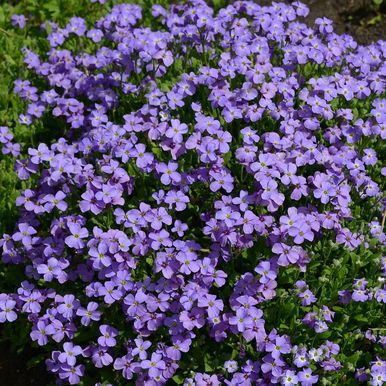 Aubrietia 'Cascade Blue'