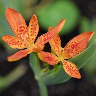 Leopardblomst 'Freckle Face'