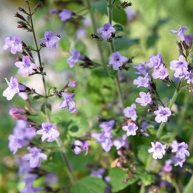 Hedebjergmynte 'Marvelette Blue'