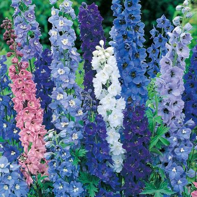 Have Ridderspore 'Pacific'