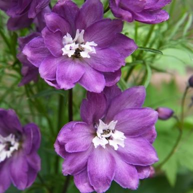 Have Ridderspore 'Magic Fountains Lilac White Bee'