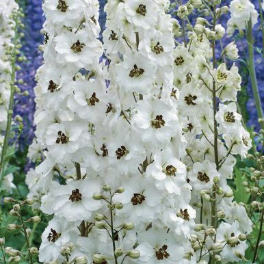 Have Ridderspore 'Percival'