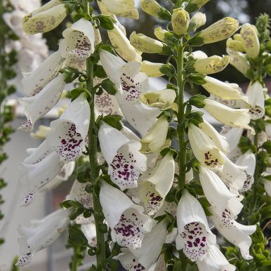 Fingerbølblomst F1 'Dalmatian White'